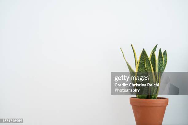 green plant  (sansevieria) in terracotta pot against white background) - sansevieria stock pictures, royalty-free photos & images