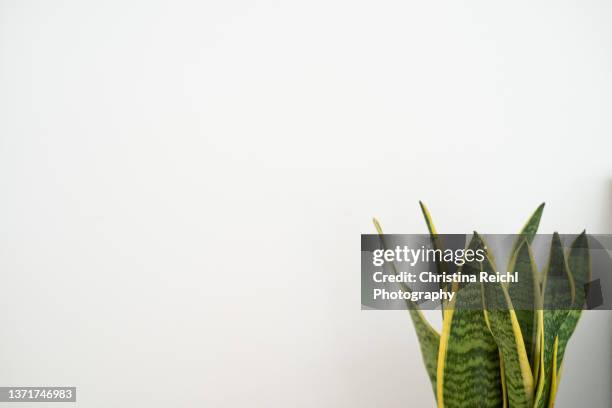 green plant (sansevieria) against white background - dracena plant - fotografias e filmes do acervo