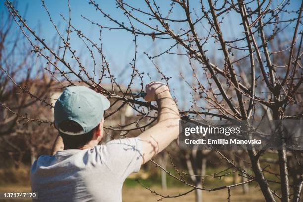 young man pruning trees - tree pruning stock pictures, royalty-free photos & images