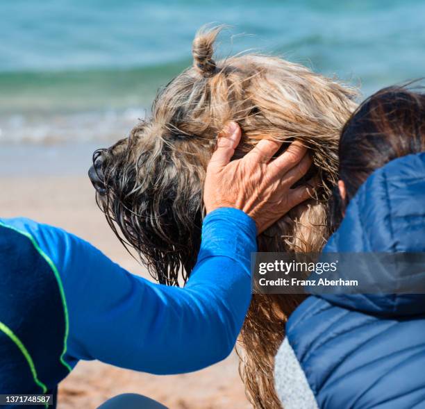 dog love, bergamasco shepherd dog - bergamasco shepherd stock pictures, royalty-free photos & images
