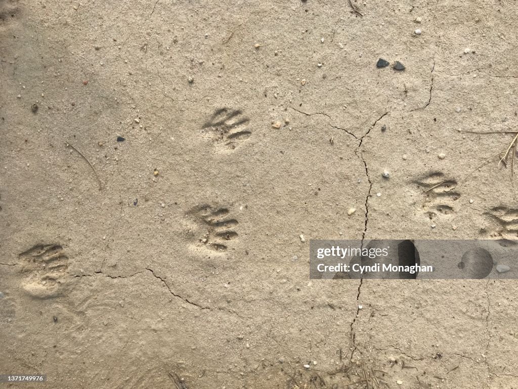 Raccoon Paw Prints in the Dirt
