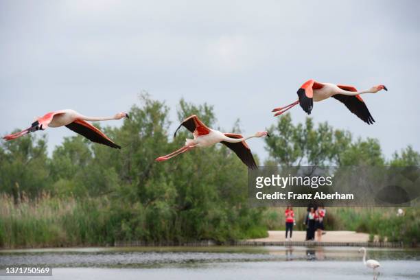 greater flamingos flying over lagoon - wilderness area stockfoto's en -beelden