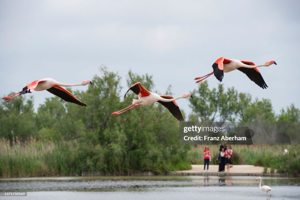 Greater flamingos flying over lagoon
