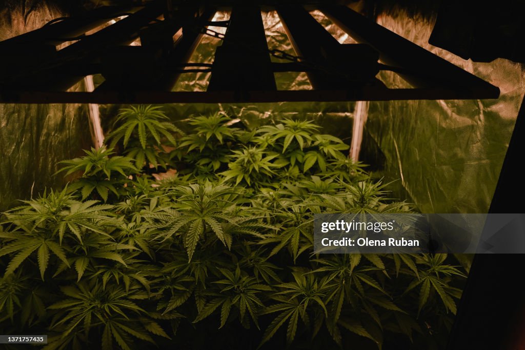 Greenhouse with illuminated cannabis.