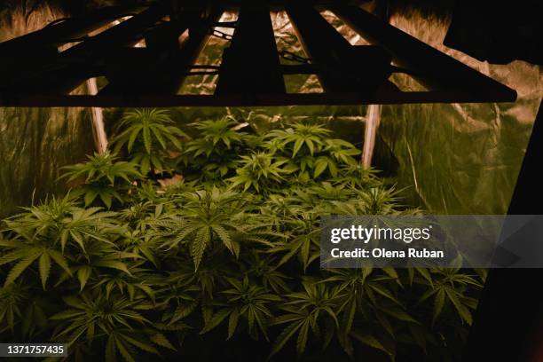 greenhouse with illuminated cannabis. - hemp stock pictures, royalty-free photos & images