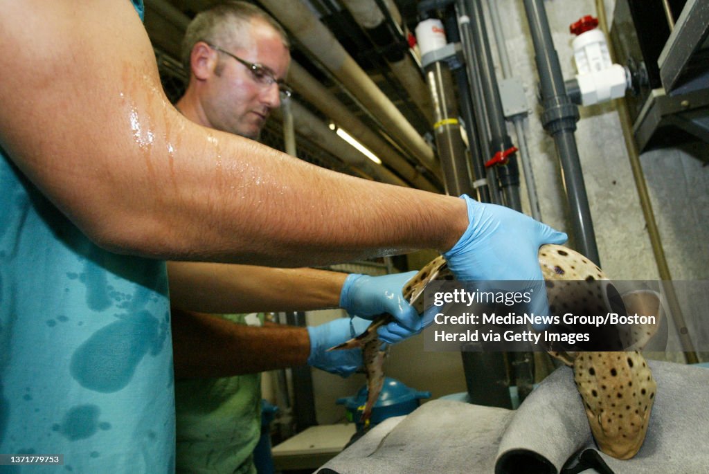 (073009 Boston, MA) Research Scientist John Mandelman (R) and Northeastern masters student Austin Gallagher (L) at the New England Aquarium removes a Epaulette Shark from a tank so that a blood sample can be taken. Photo by Matthew Healey