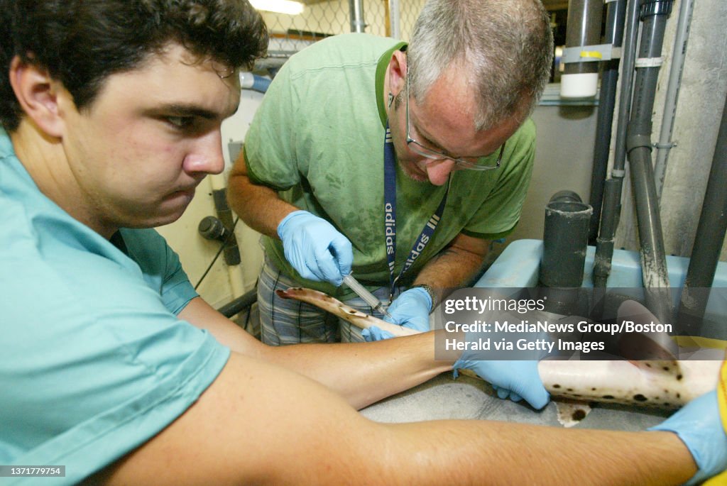 (073009 Boston, MA) Research Scientist John Mandelman (R) and Northeastern masters student Austin Gallagher (L) at the New England Aquarium draw blood from an Epaulette Shark for a research project on stresses on sharks. Photo by Matthew Healey