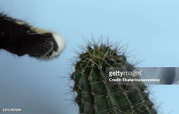 a homemade cactus on a blue background and a cat's paw - pointed foot stock pictures, royalty-free photos & images