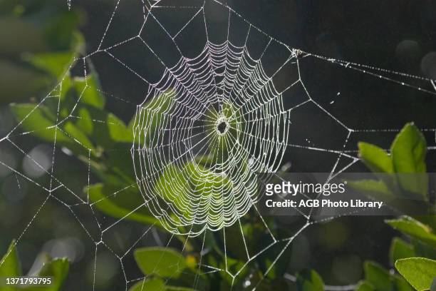 Teia de aranha e partículas de água condensada, condensação, mudança de estado físico, Spider's web, São Paulo, Brazil.