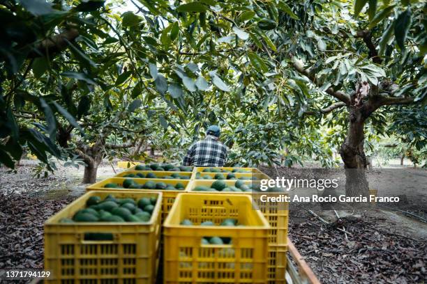 rear view of a farmer driving a farm truck carrying hass avocados crates - avocado bildbanksfoton och bilder