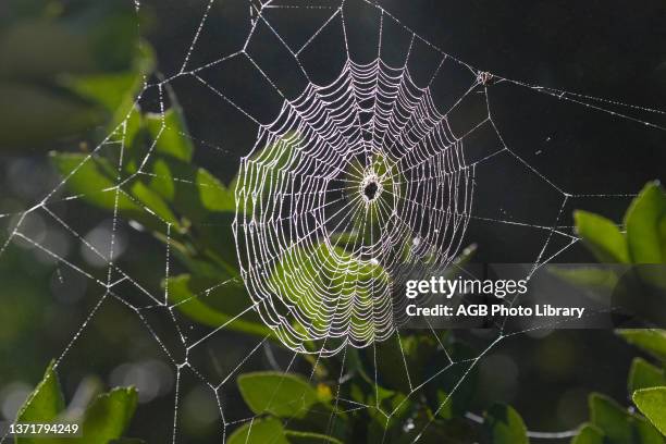 Teia de aranha e partículas de água condensada, condensação, mudança de estado físico, Spider's web, São Paulo, Brazil.