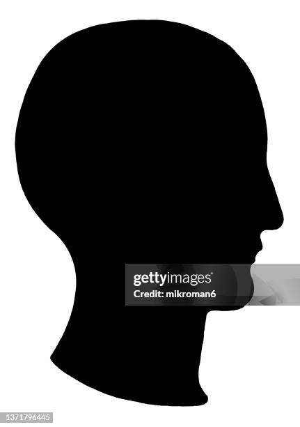 outlines of profile of a human head - head profile stock pictures, royalty-free photos & images