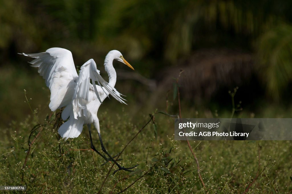 Animal, Parrot, Pantanal.