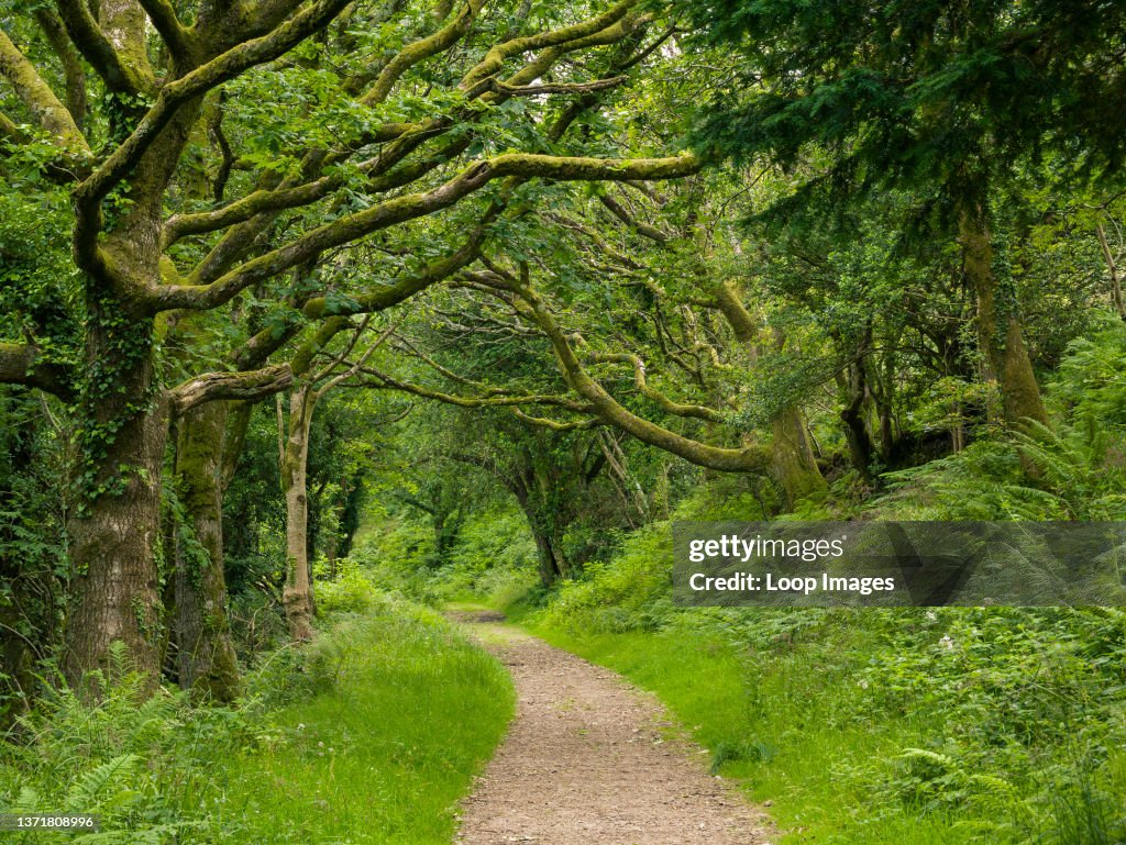 The upper coast path through West Woodybay Woods at Woody Bay in Exmoor National Park.