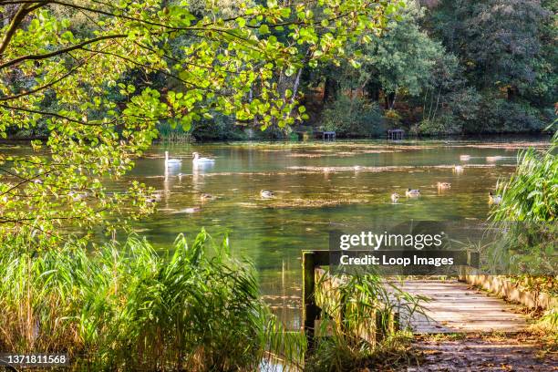 Cannop Ponds in the Forest of Dean in Gloucestershire.
