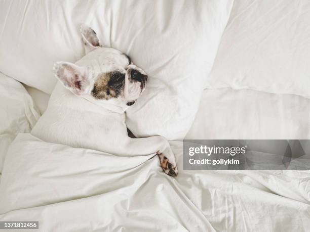 perro durmiendo en una cama cómoda debajo del edredón nórdico - duvet fotografías e imágenes de stock