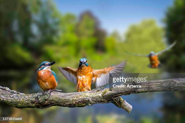 Sequence of common kingfisher juvenile landing on branch over water of pond.