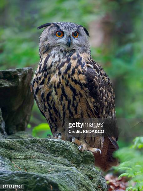 Eurasian Eagle-Owl , Enclosure in the National Park Bavarian Forest, Europe, Germany, Bavaria.