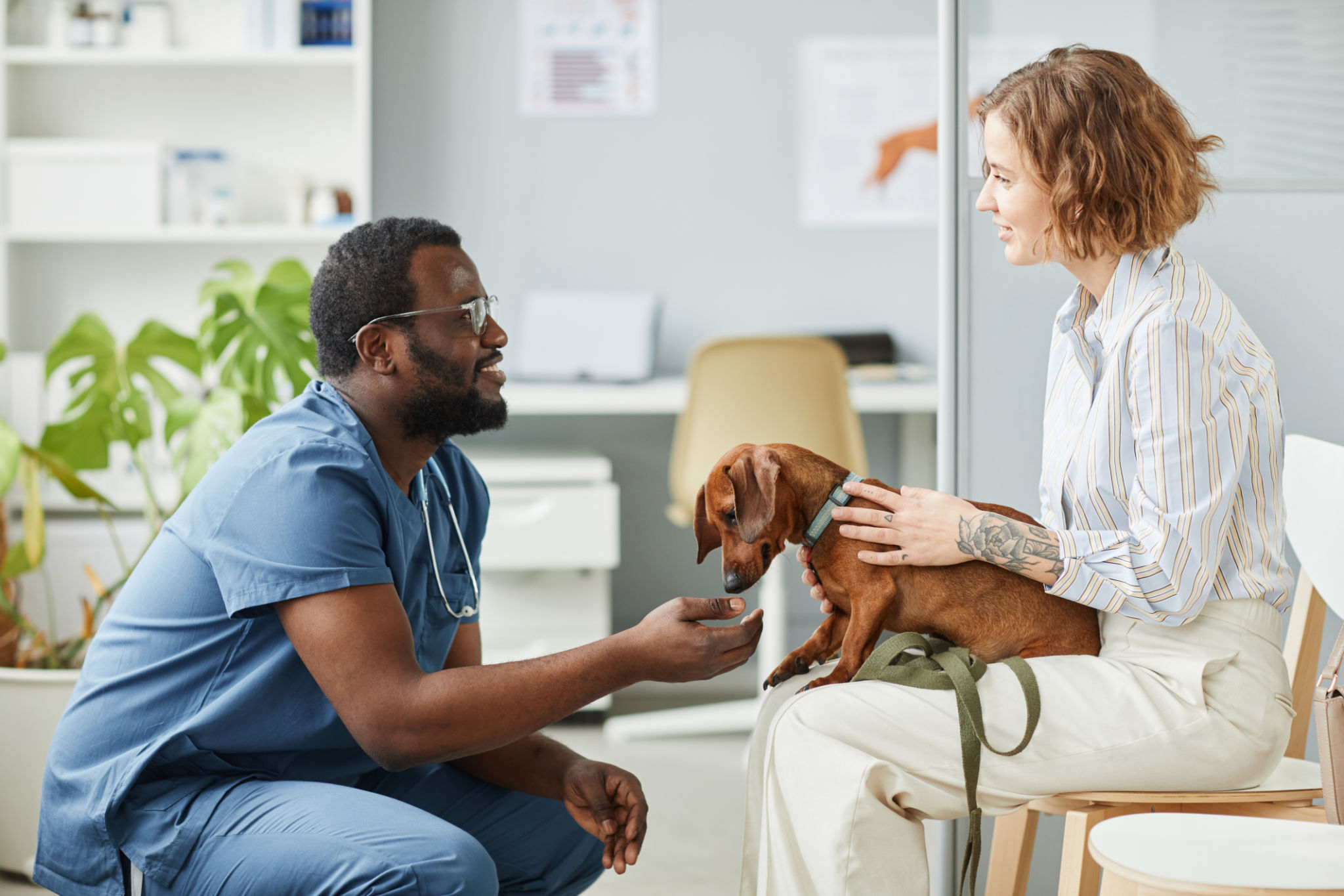 veterinary checkup dog