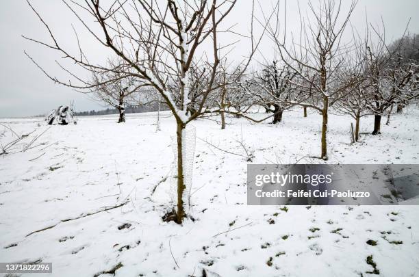 snowing weather and fruit tree at epsach, switzerland - árbol de hoja caduca fotografías e imágenes de stock