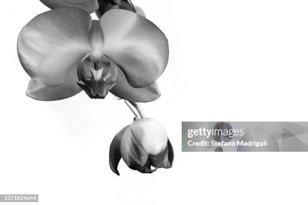 orchid on white background - orchid dendrobium single stem foto e immagini stock