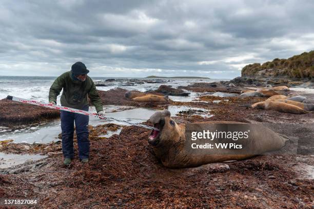 Biologist measures the nose of a southern elephant seal, Mirounga leonina. Sea Lion Island, Falkland Islands..