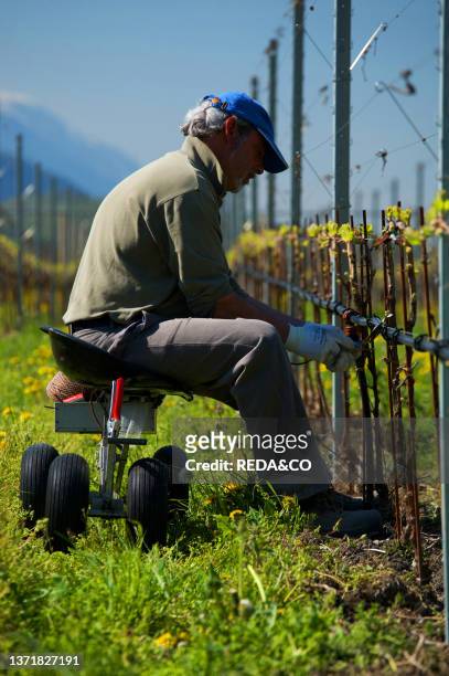 Fastening screw in Laghi Valley. Sarche. Trentino Alto Adige. Agricoltore al lavoro in Valle dei Laghi. Italy. Europe..