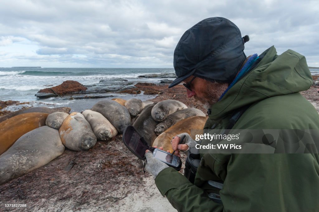 A biologist geotagging the GPS position of southern elephant seals