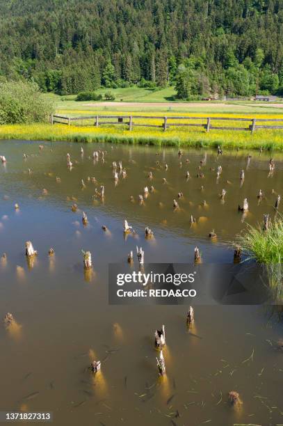 Little lake and peat bog at the natural reserve wit pile dwelling remains, fiave', Italy.