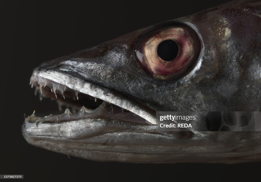 Barracuda on brown background