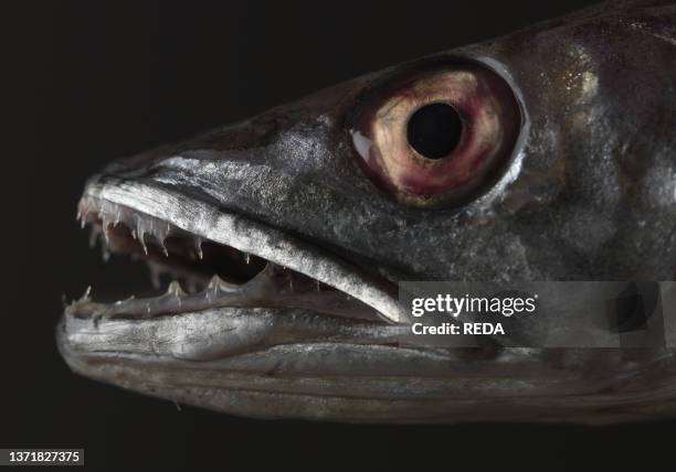 Barracuda on brown background.