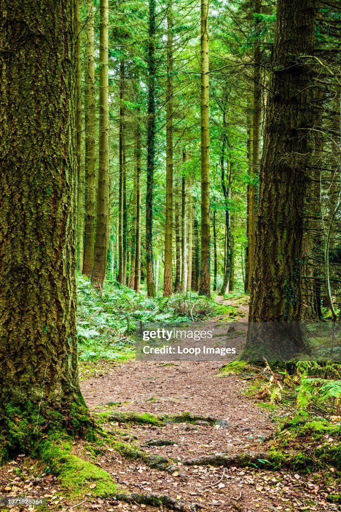Woodland Path Through The Forest Of Dean In Gloucestershire News Photo woodland-path-through-the-forest-of-dean-in-gloucestershire-news-photo