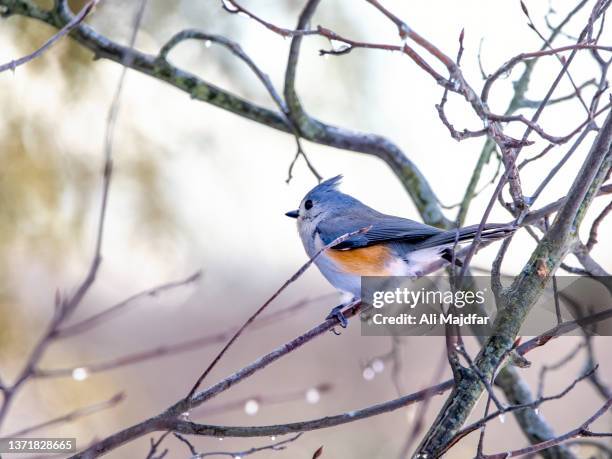 tufted titmouse - tits stock pictures, royalty-free photos & images