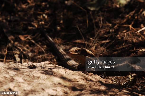 Giant plated lizard . Picture taken in the wilderness in the Kruger National Park. South Africa. Africa.