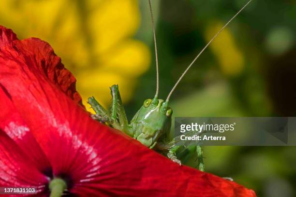 Great green bush-cricket adult female / imago on red flower of common poppy in meadow in summer.