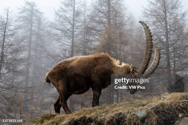 An alpine ibex, Capra ibex, grazing on a foggy day. Aosta, Val Savarenche, Gran Paradiso National Park, Italy..