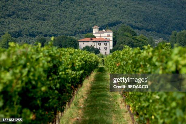 Vigneto a guiot vineyard near Maso Toresella. Toblino. Trentino Alto Adige. Italy. Europe.