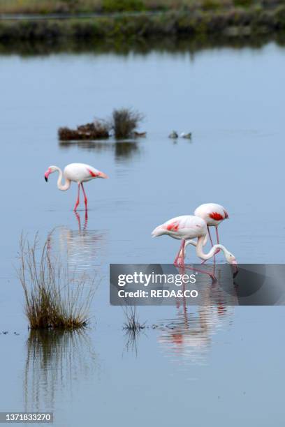 The real stars of the Cervia Salt Pans are the over 5,000 elegant pink flamingos, The Cervia Salt Pans, in the Po Delta Park, are a natural oasis...