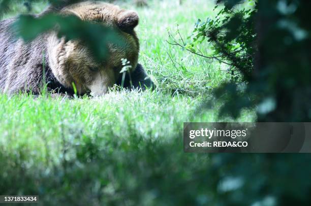 In the Visitor Center of the Abruzzo National Park of Pescasseroli you can see three specimens of Brown Bear from Romania where they were used for...