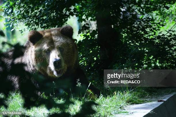 In the Visitor Center of the Abruzzo National Park of Pescasseroli you can see three specimens of Brown Bear from Romania where they were used for...