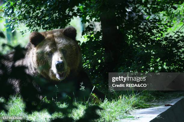 In the Visitor Center of the Abruzzo National Park of Pescasseroli you can see three specimens of Brown Bear from Romania where they were used for...