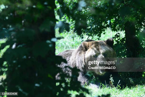 In the Visitor Center of the Abruzzo National Park of Pescasseroli you can see three specimens of Brown Bear from Romania where they were used for...