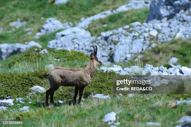 Chamois along the Val di Rose in the Abruzzo National Park, Italy.
