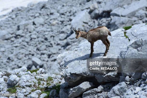 Chamois along the Val di Rose in the Abruzzo National Park, Italy.