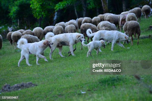 Grazing flock watched by Abruzzese shepherd dogs in Abruzzo National Park, Italy.