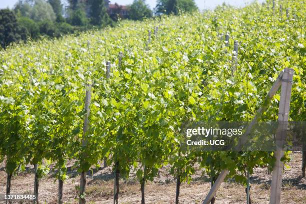 Vineyards. Wineries Cerreto of St Cassiano. Alba. Cuneo. Langhe. Piemonte. Italy. Europe Vigneti. Cantine Cerreto di San Cassiano. Alba. Cuneo....