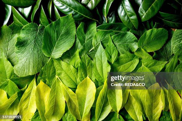 Background made of different layered green leaves, green yellow gradient, Copy space, Nature creative layout, Top view, flat lay, Green life concept.