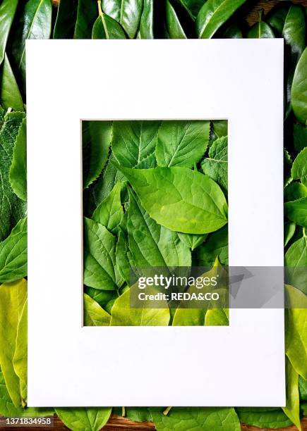 White paper frame on background made of different green leaves, green gradient, Copy space, Empty place for product presentation, Nature creative...