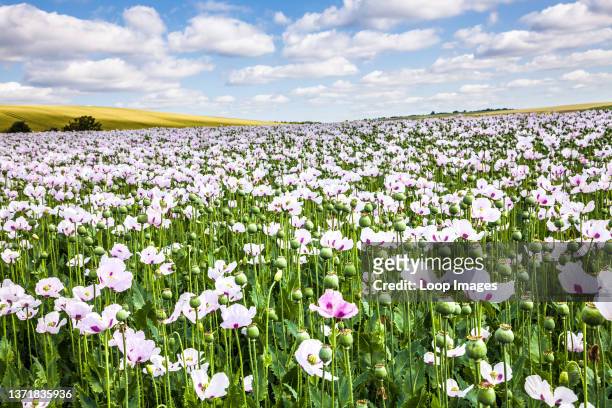 Field of cultivated white poppies on the Marlborough Downs in Wiltshire.
