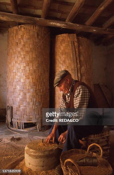Wheat threshing, Handicraft Museum, Custonaci, Sicily, Italy.